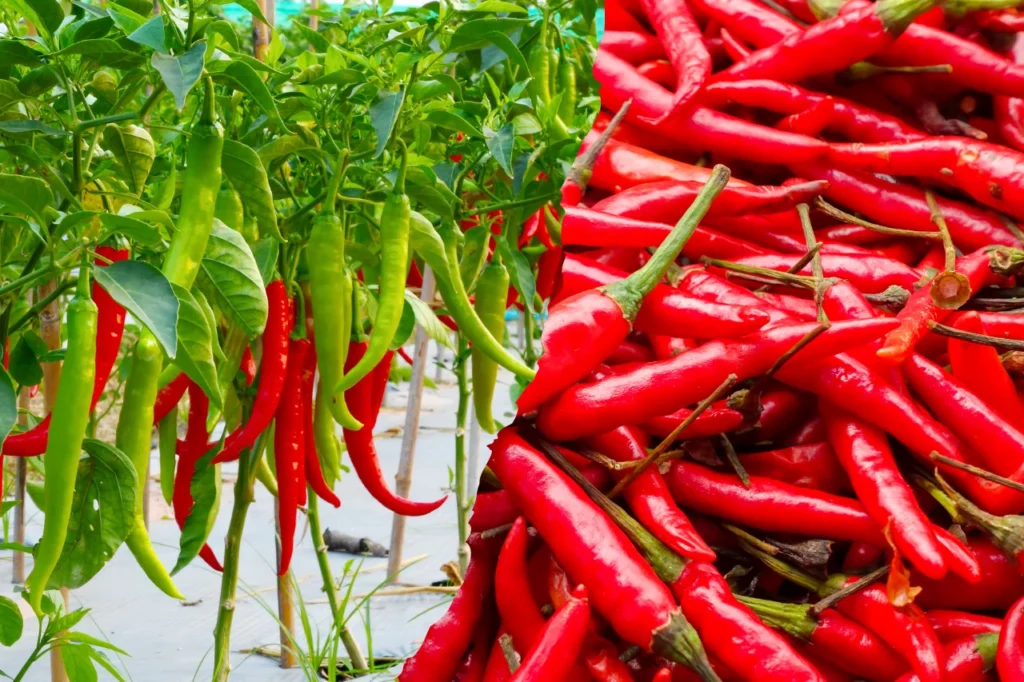 Chilli Bowing & Harvesting