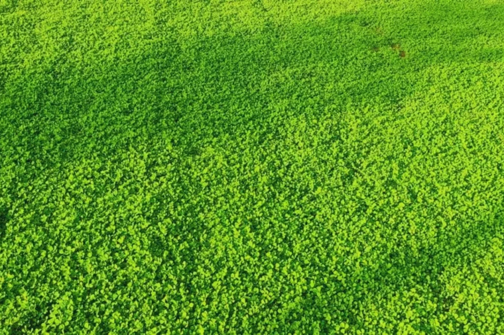 Kasuri Methi Field