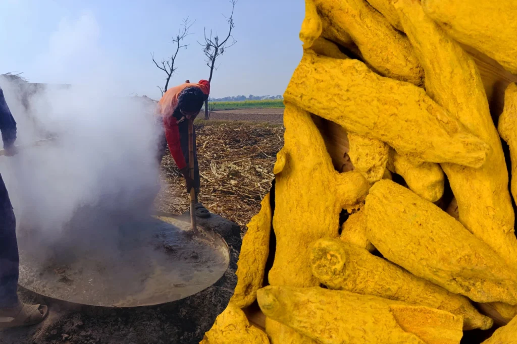 Turmeric Boiling & Drying